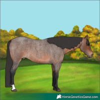 Horse Color:Brown Roan