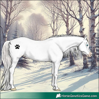 Horse Color:Cremello Roan Dun Appaloosa 