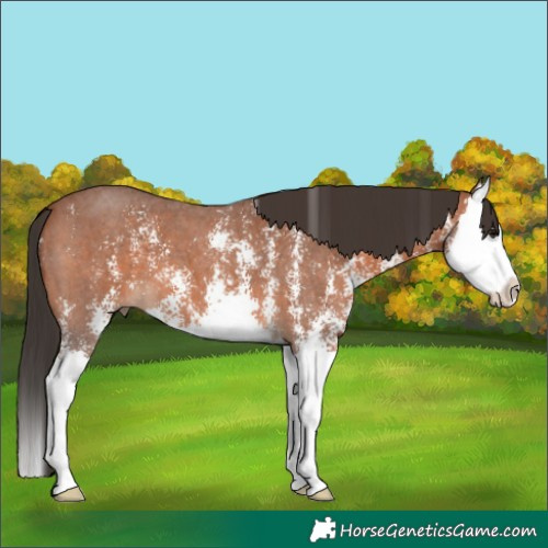 Horse Color:Bay Sabino Splash 