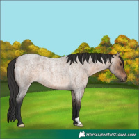 Horse Color:Brown Roan Dun 
