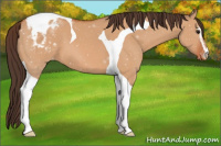 Horse Color:Bay Dun Sabino Tobiano Appaloosa 