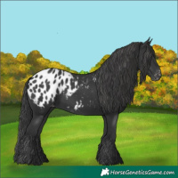 Horse Color:Black Appaloosa 