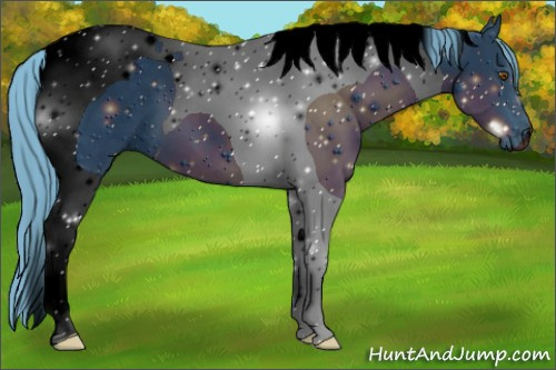 Horse Color:ERROR: UNKNOWN ANOMALY