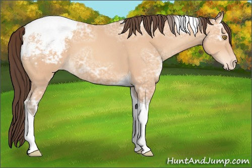 Horse Color:Amber Champagne Ice Tobiano Appaloosa 