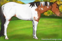 Horse Color:Bay Tobiano Appaloosa 