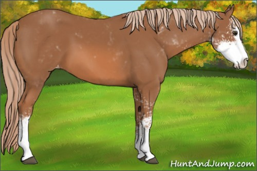 Horse Color:Chestnut Sabino Appaloosa 