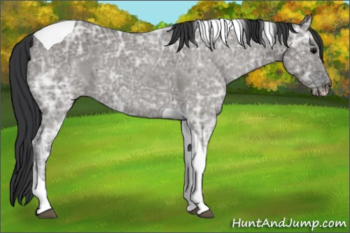 Horse Color:Grullo Ice Tobiano 