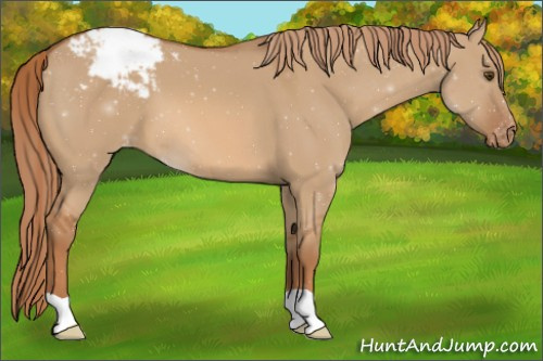 Horse Color:Red Dun Appaloosa 