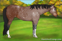 Horse Color:Gray Buckskin 