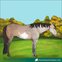 Horse Color:Bay Dun Frame 