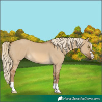 Horse Color:Chocolate Palomino Dun