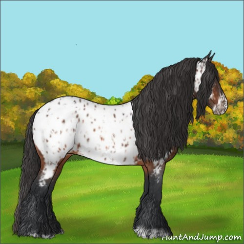 Horse Color:Bay Appaloosa  and Bay Frame Appaloosa 