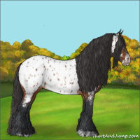 Horse Color:Bay Appaloosa  and Bay Frame Appaloosa 