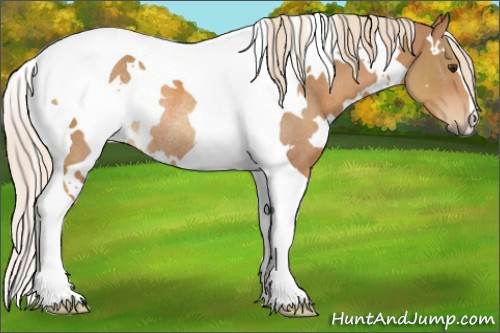 Horse Color:White Spotted Chestnut Tobiano Rabicano