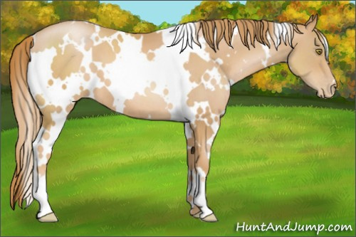 Horse Color:White Spotted Chestnut Pearl 