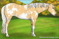 Horse Color:White Spotted Palomino 