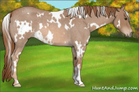 Horse Color:White Spotted Red Roan 