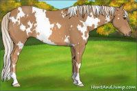 Horse Color:White Spotted Chestnut 