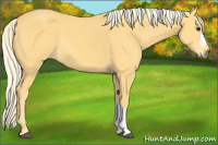 Horse Color:Palomino