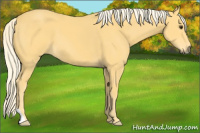 Horse Color:Palomino 