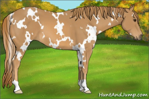 Horse Color:White Spotted Chestnut 