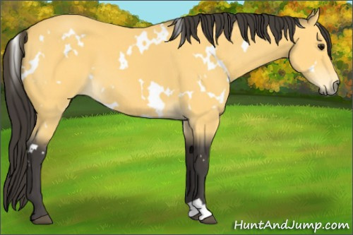 Horse Color:White Spotted Buckskin 