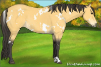Horse Color:White Spotted Buckskin 