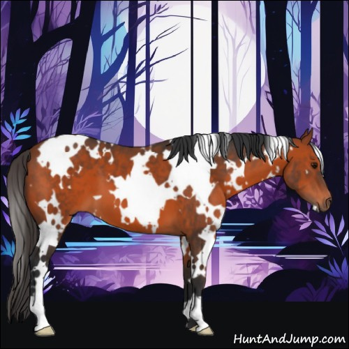 Horse Color:White Spotted Bay 