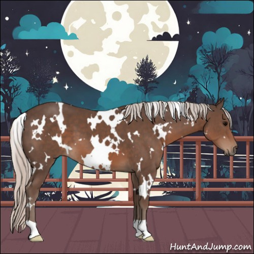 Horse Color:White Spotted Silver Black