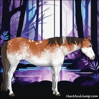 Horse Color:White Spotted Bay 