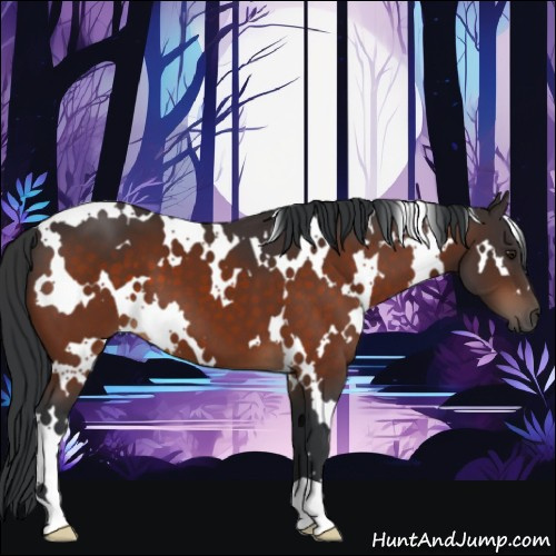 Horse Color:White Spotted Brown 