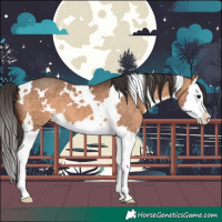 Horse Color:White Spotted Bay Dun Splash 