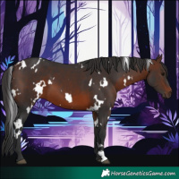 Horse Color:White Spotted Brown 