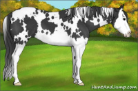 Horse Color:White Spotted Black Splash 