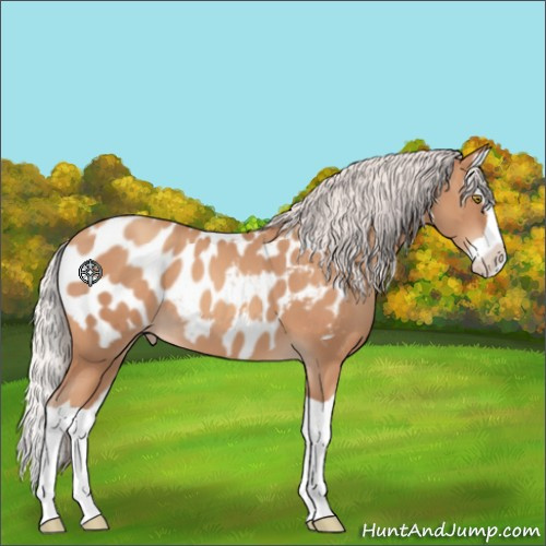 Horse Color:Silver Sable Champagne Splash Appaloosa 