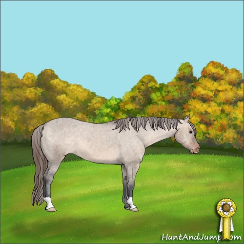 Horse Color:Bay Dun Appaloosa 