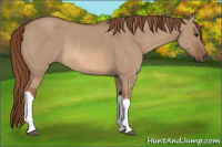 Horse Color:Red Dun Rabicano 