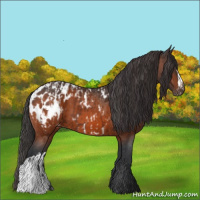 Horse Color:Brown Near Leopard  and Bay Blanket 