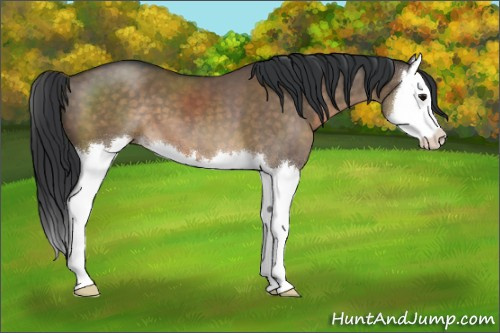 Horse Color:Brown Dun Sabino Splash 