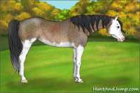 Horse Color:Brown Dun Sabino Splash