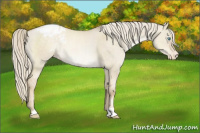 Horse Color:Chocolate Palomino Pearl Dun Mushroom Appaloosa 