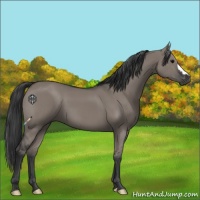 Horse Color:Grullo 