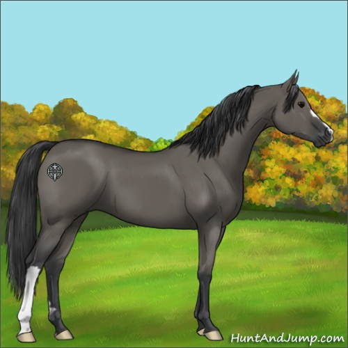Horse Color:Grullo 