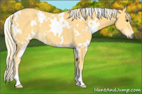 Horse Color:White Spotted Palomino