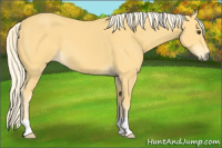 Horse Color:Palomino 
