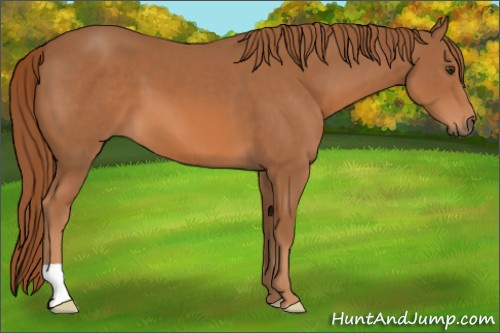 Horse Color:Chestnut 