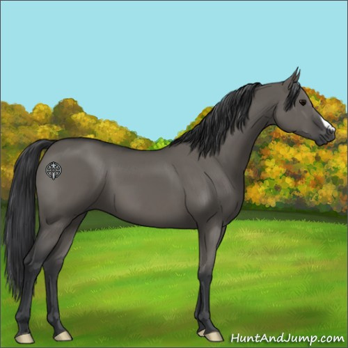 Horse Color:Grullo 