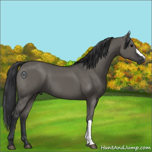 Horse Color:Grullo 