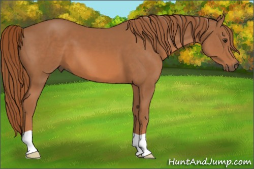 Horse Color:Chestnut 
