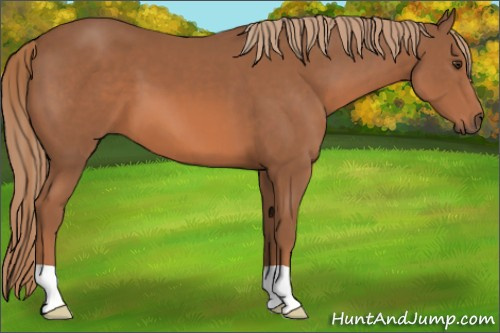 Horse Color:Chestnut 